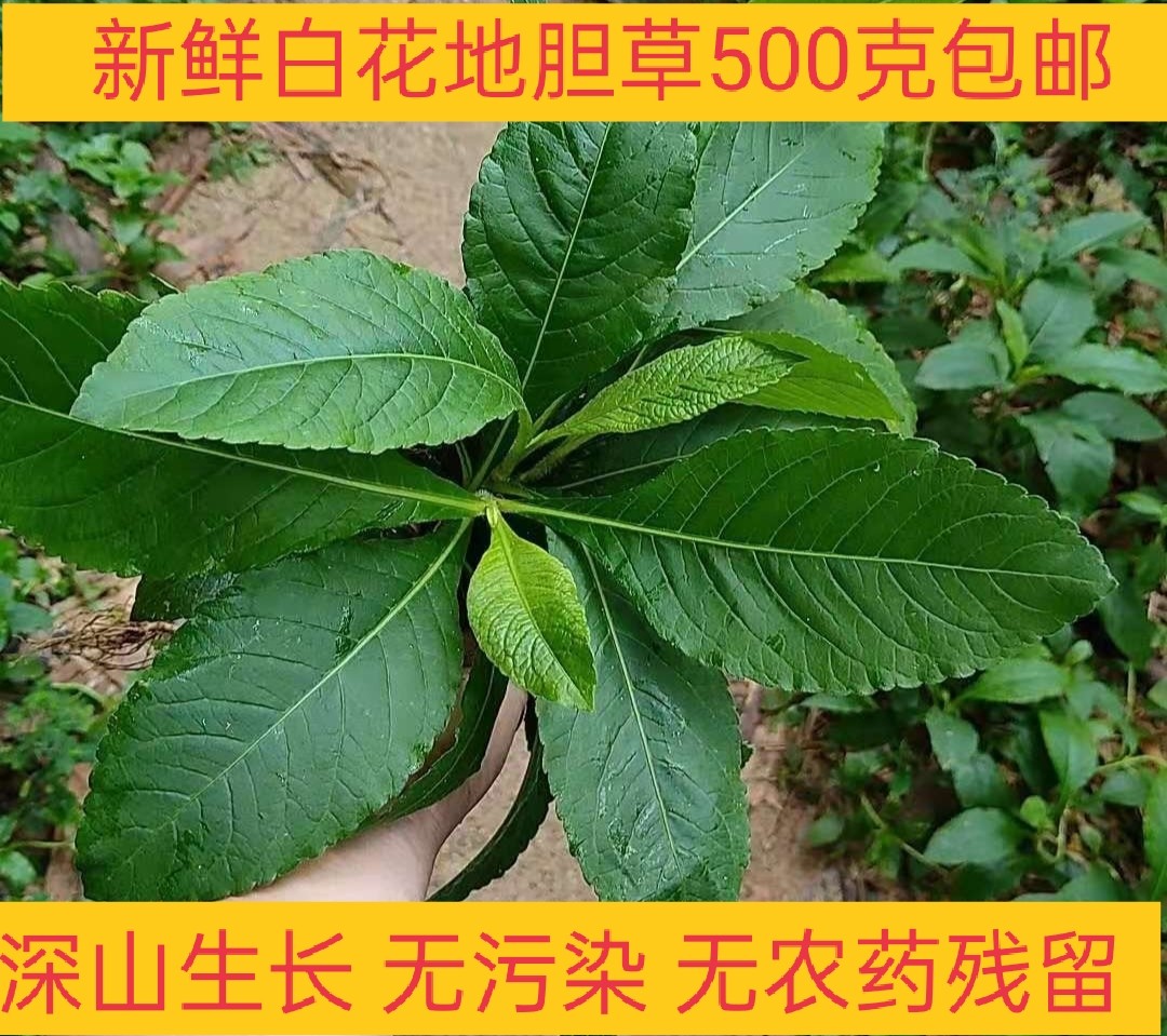 500克新鲜白花地胆草白花地胆头牛舌草白花苦地胆丁竖朽地胆草_虎窝淘