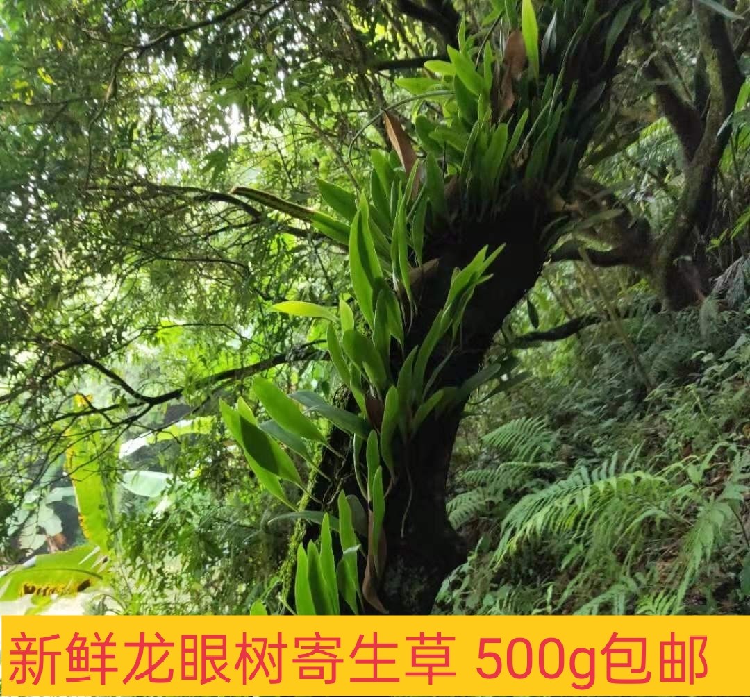 龙眼树寄生上树莲新鲜深山抱树莲桂圆树寄生茶上木蛇树苇