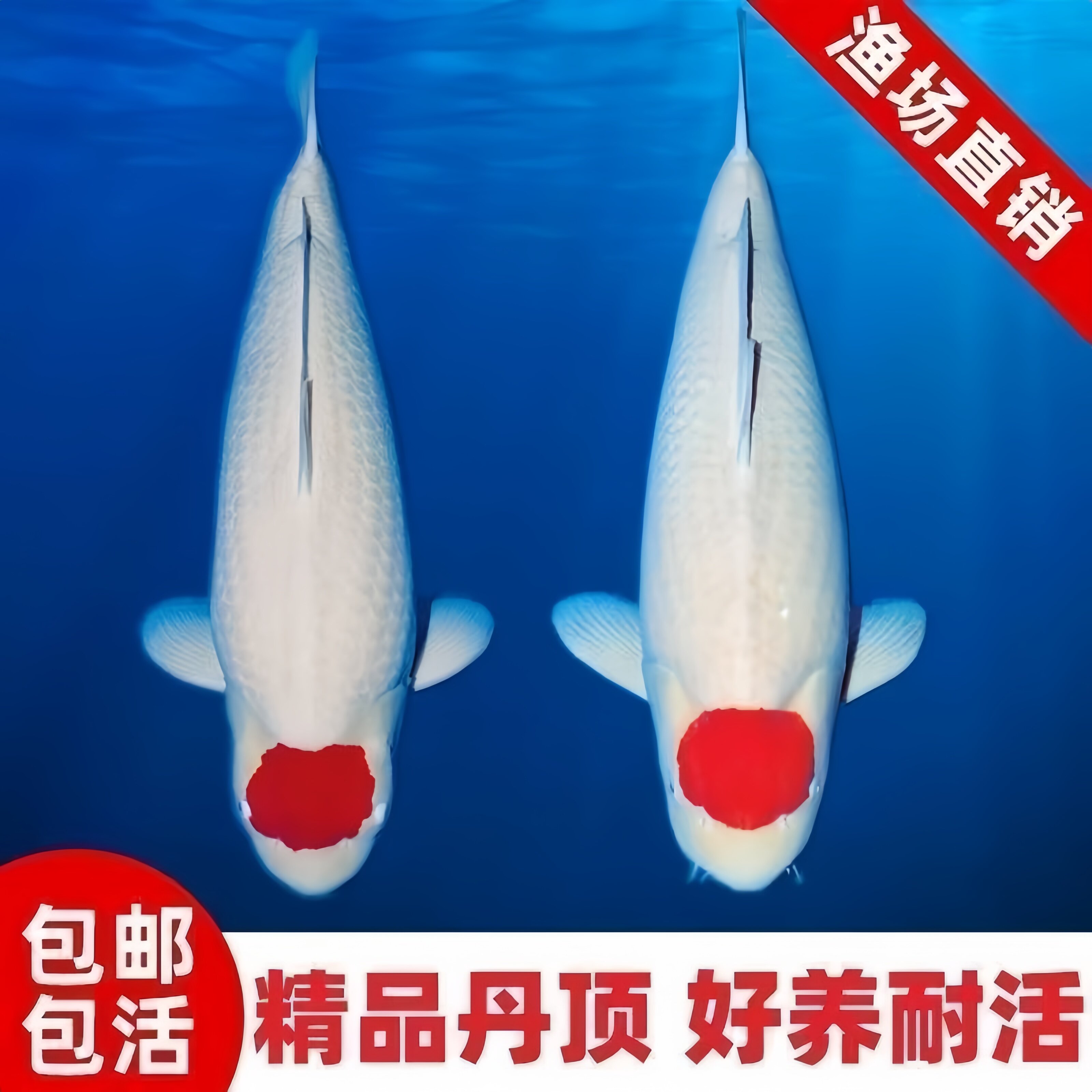 纯种丹顶锦鲤活体冷水观赏鱼鸿运当头一点红新手自来水好养庭院鱼图片