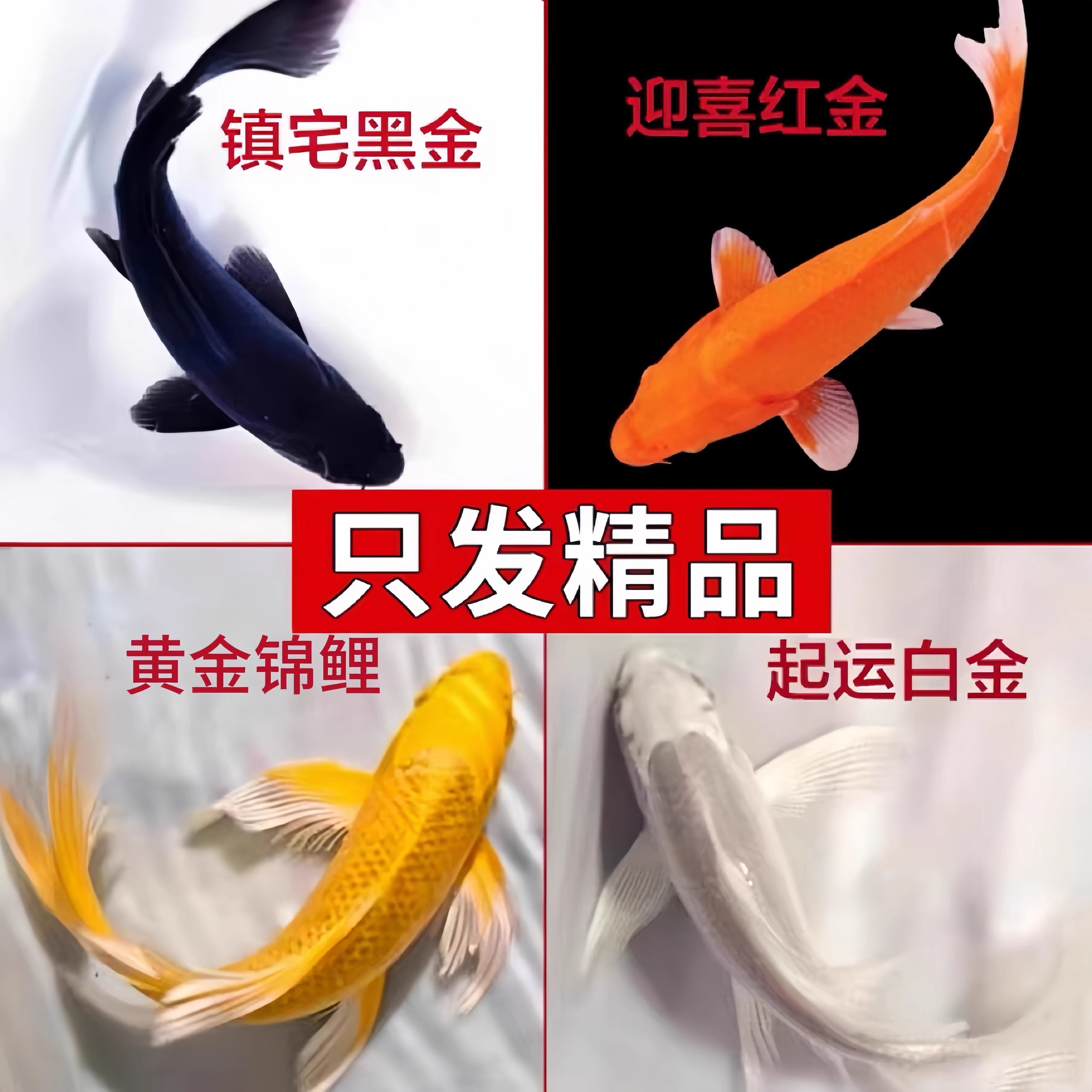 纯种黄金龙凤锦鲤长尾黑金锦鲤白金黄金锦鲤冷水好养耐活鱼苗红草