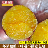 临安天目山小香薯本地新鲜红薯板栗5斤无筋黄心新挖农家山芋蜜薯