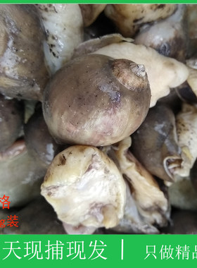 大连海鲜大个假鲍鱼老婆脚