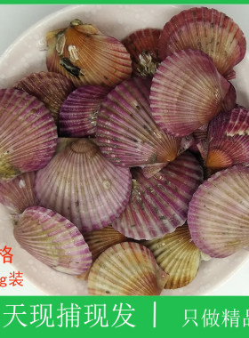 大连扇贝鲜活野生蒜蓉元贝新鲜小红贝粉丝彩虹海湾七彩贝大港湾贝
