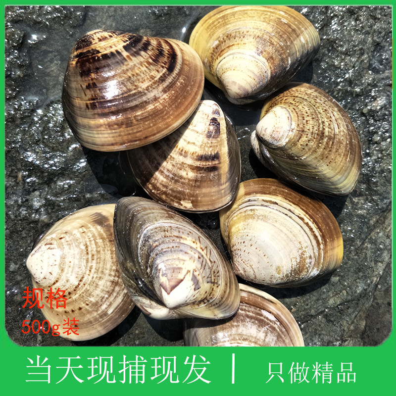 大连海鲜野生蛤蜊新鲜大花蛤黄蚬子烧烤锡纸煲汤无沙贝类鲜活文哈_虎窝淘