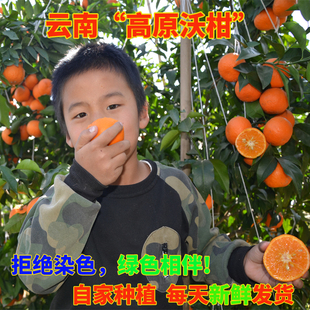 云南新鲜高原沃柑正宗橘子超甜现摘现发一级大果薄皮应季孕妇水果