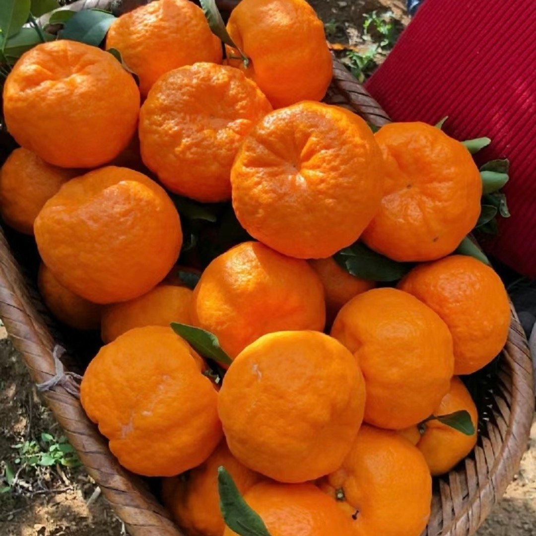 云南椪柑芦柑新鲜柑橘桔子丑桔子碰柑应当季孕妇水果现摘发货,水产肉类/新鲜蔬果/熟食,桔子,淘宝优惠券,粉丝福利购,淘宝优惠卷