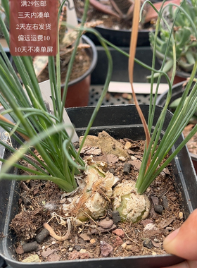 287细叶弹簧黄色花满29包邮偏远不包