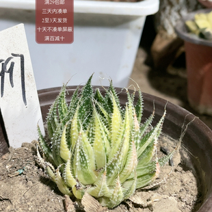 包邮 997波露满29 非偏远凑100减10