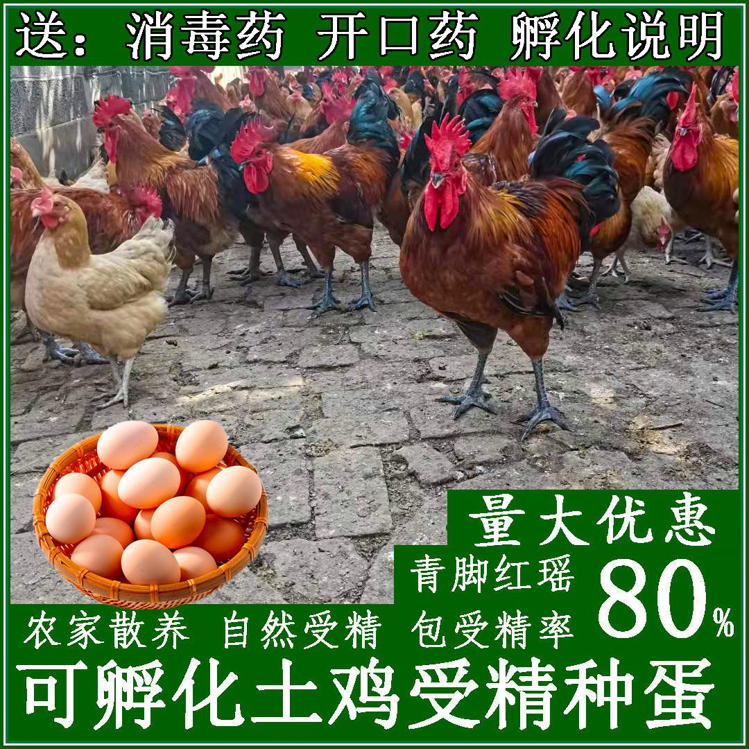 鸡蛋种蛋可孵化小鸡受精蛋红瑶土鸡蛋可食用可孵化宠物鸡10枚蛋起