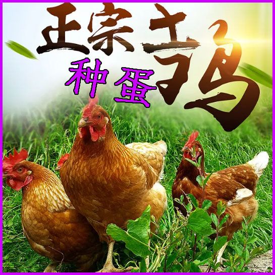 鸡蛋种蛋可孵化小鸡受精蛋苏北土鸡蛋可食用可孵化宠物鸡10枚蛋起