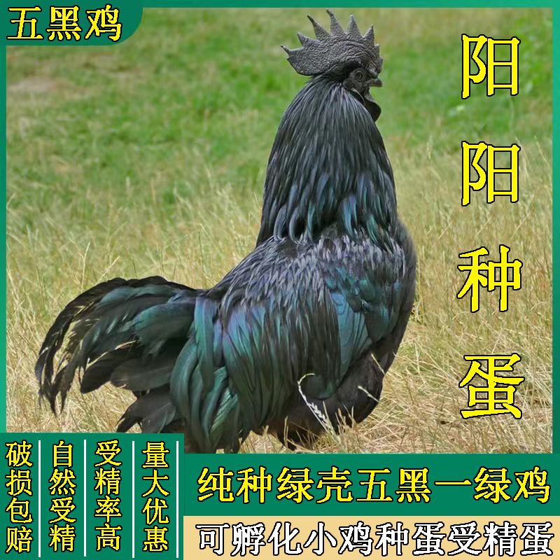 鸡蛋种蛋可孵化小鸡受精蛋五黑鸡绿壳鸡蛋可食用可孵化宠物鸡10枚