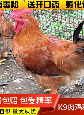 快大型K9肉鸡种蛋现捡现发 破损包赔 包受精率可孵化小鸡 宠物鸡