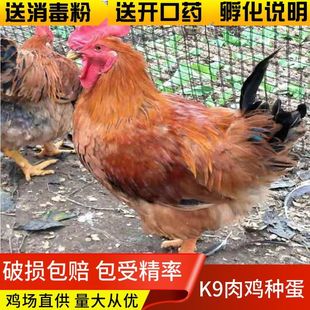 快大型K9肉鸡种蛋现捡现发 破损包赔 包受精率可孵化小鸡 宠物鸡