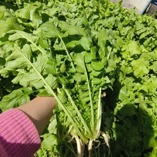 鲜嫩萝卜缨子现摘露天自种带小萝卜腌菜酸菜泡菜福利