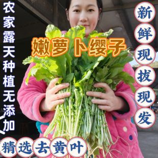 头茬嫩萝卜缨子露天萝卜缨子萝卜叶新鲜采摘