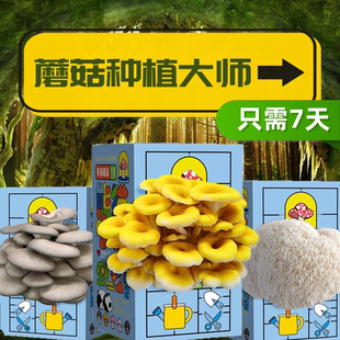 蘑菇种植菌包科学小实验室内学校家庭种植食用菌盆栽儿童益智玩具