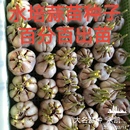 2025大蒜种子可以发芽 大蒜蒜黄原料五斤中小号