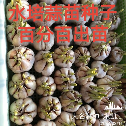 2026大蒜种子可以发芽的大蒜蒜黄原料五斤中小号