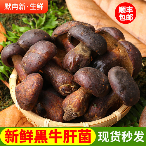 当野生食用菌蘑菇见手青鲜菌
