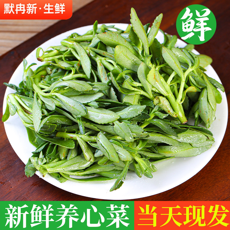 【现货】新鲜养心菜1斤装 云南当季时令野生蔬菜长寿菜养心菜包邮,水产肉类/新鲜蔬果/熟食,其它,淘宝优惠券,粉丝福利购,淘宝优惠卷