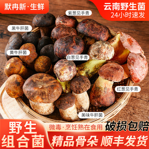 当季新鲜红葱牛肝菌食用蘑菇