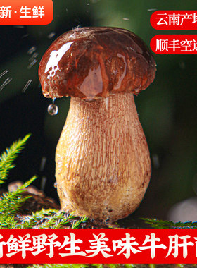 现摘云南当季时令鲜牛肝菌蘑菇