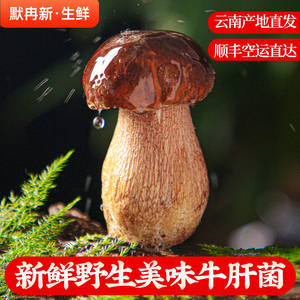 现摘云南当季时令鲜牛肝菌蘑菇