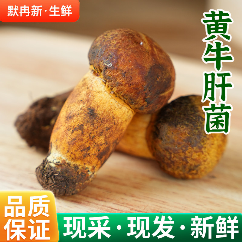 云南当季时令黄牛肝菌蘑菇包邮