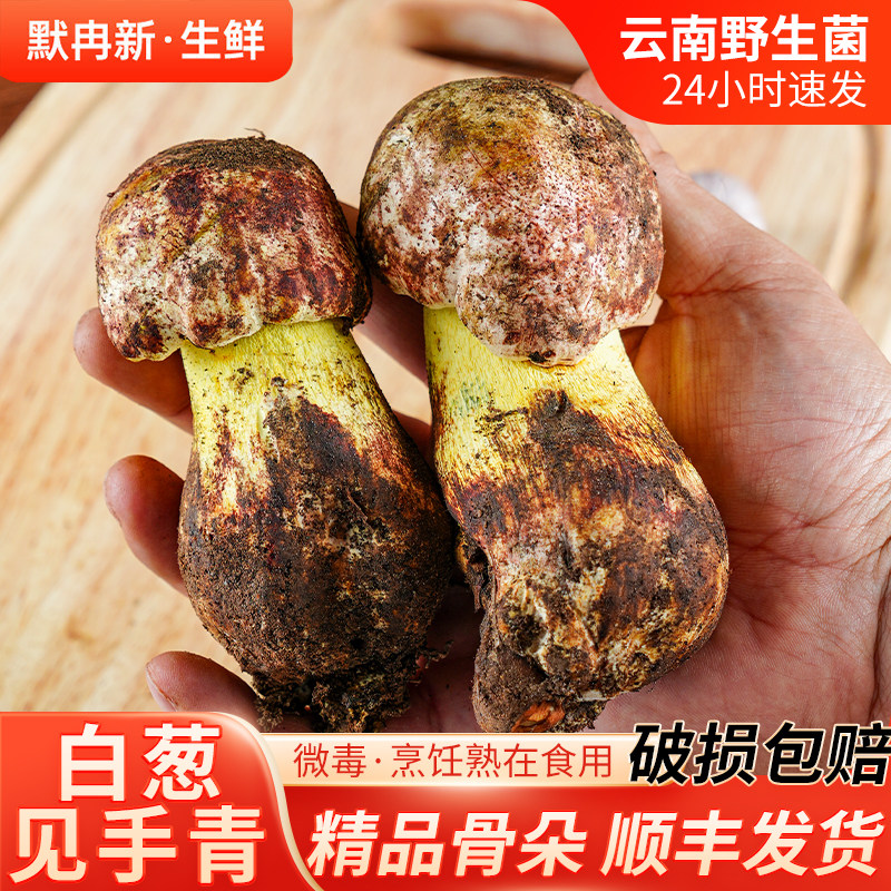 云南当季时令鲜牛肝菌蘑菇包邮