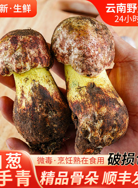 云南当季时令鲜牛肝菌蘑菇包邮