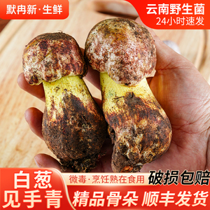 云南当季时令鲜牛肝菌蘑菇包邮