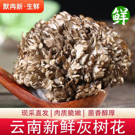 【现货】新鲜舞茸菌450g云南当季食用菌灰树菇栗蘑灰树花鲜菌包邮