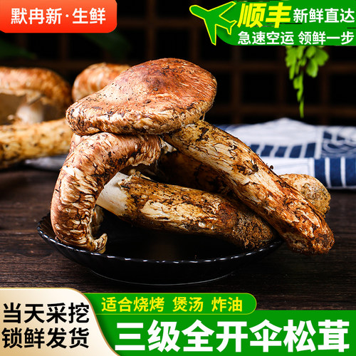 出口级野生三级松茸菌鲜菌蘑菇
