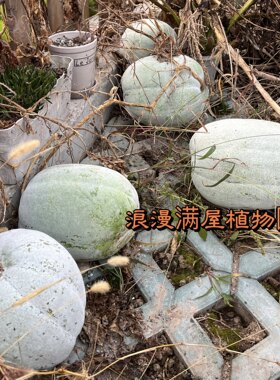 农家传统粉皮小冬瓜种子 非转基因 老种子 可留种