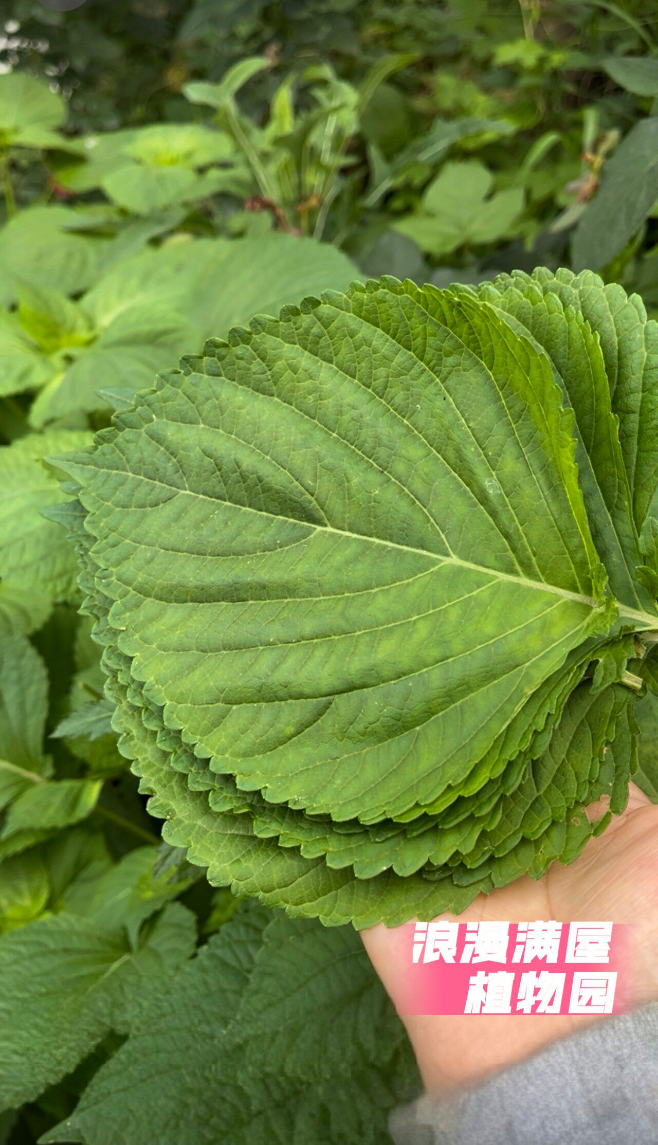 农家百年老品种白苏种子 食用香草 苏子 土种子 非转基因 可留种
