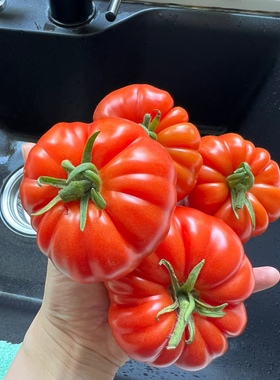 云南老品种大马蹄西红柿种子 老ri番茄 味浓酸甜 非转基因 可留种