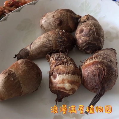 农家传统芋头 芋艿头 芋头种子 非杂交  非转基因 老品种 可留种