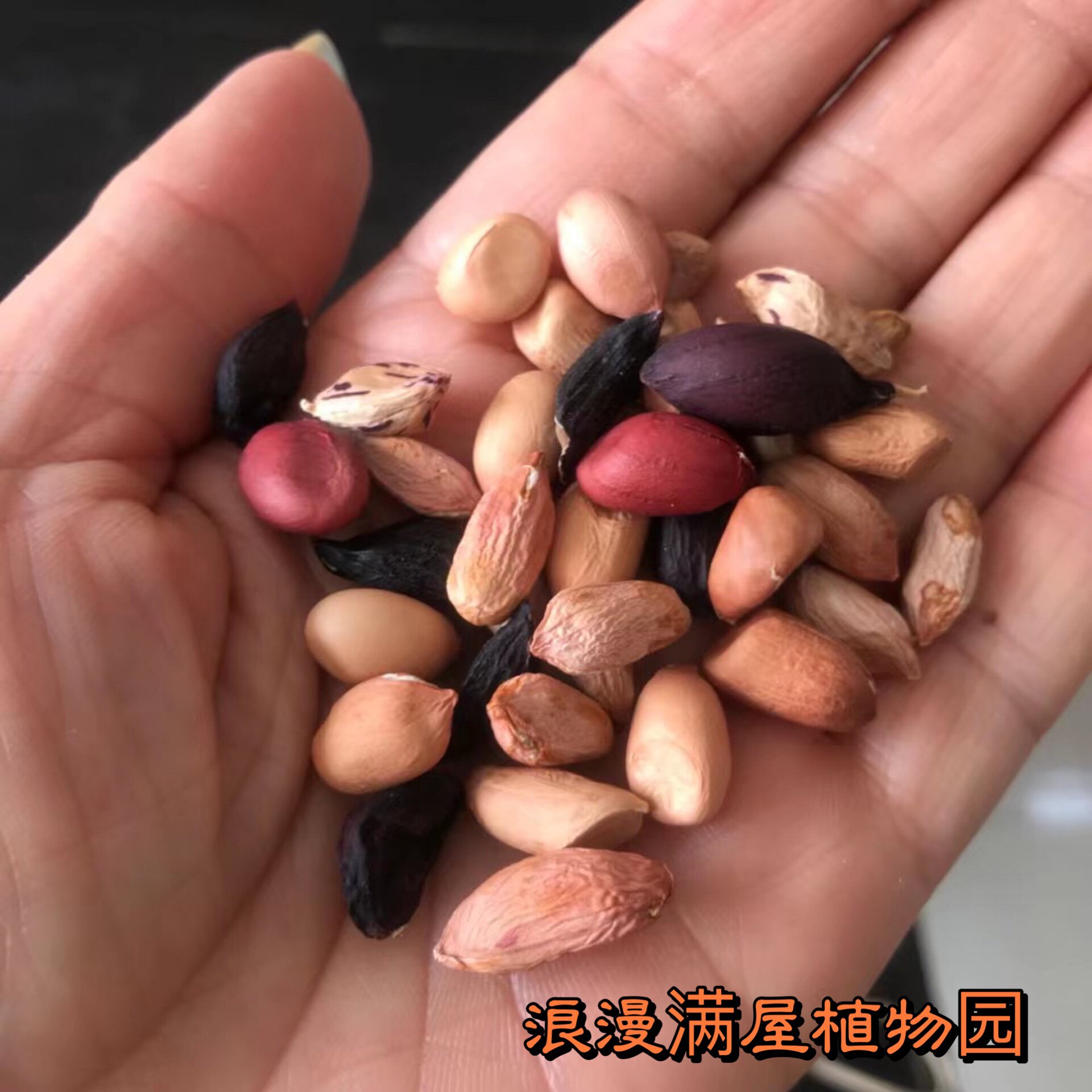 农家传统老品种花生系列 多年老种子 土花生 非转基因 可留种图片