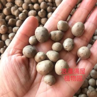 农家自产传统山药蛋种子零余子 非转基因老种子 可留种