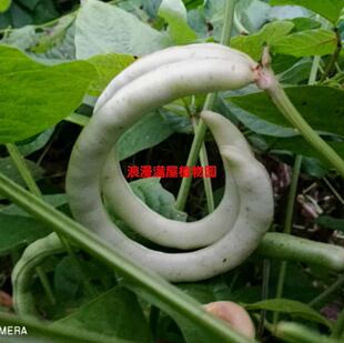 农家传统圈圈豇豆种子 家传多年自留老品种 非转基因非杂交可留种