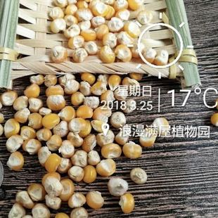 农家传统黄玉米种子解放前不糯玉米非转基因老品种可留种庭院大田