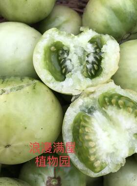 农家传统贼不偷番茄生吃蔬菜种子