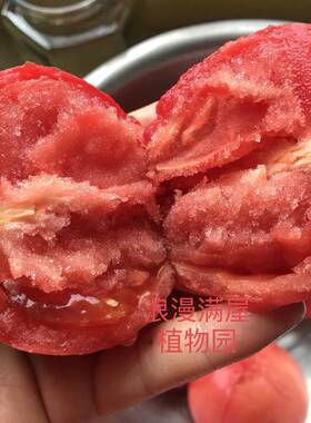 农家种子传统口水番茄籽转基因