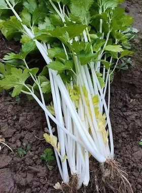 四川老品种白芹菜种子籽白杆芹菜种籽白梗芹菜鲜嫩非转基因可留种