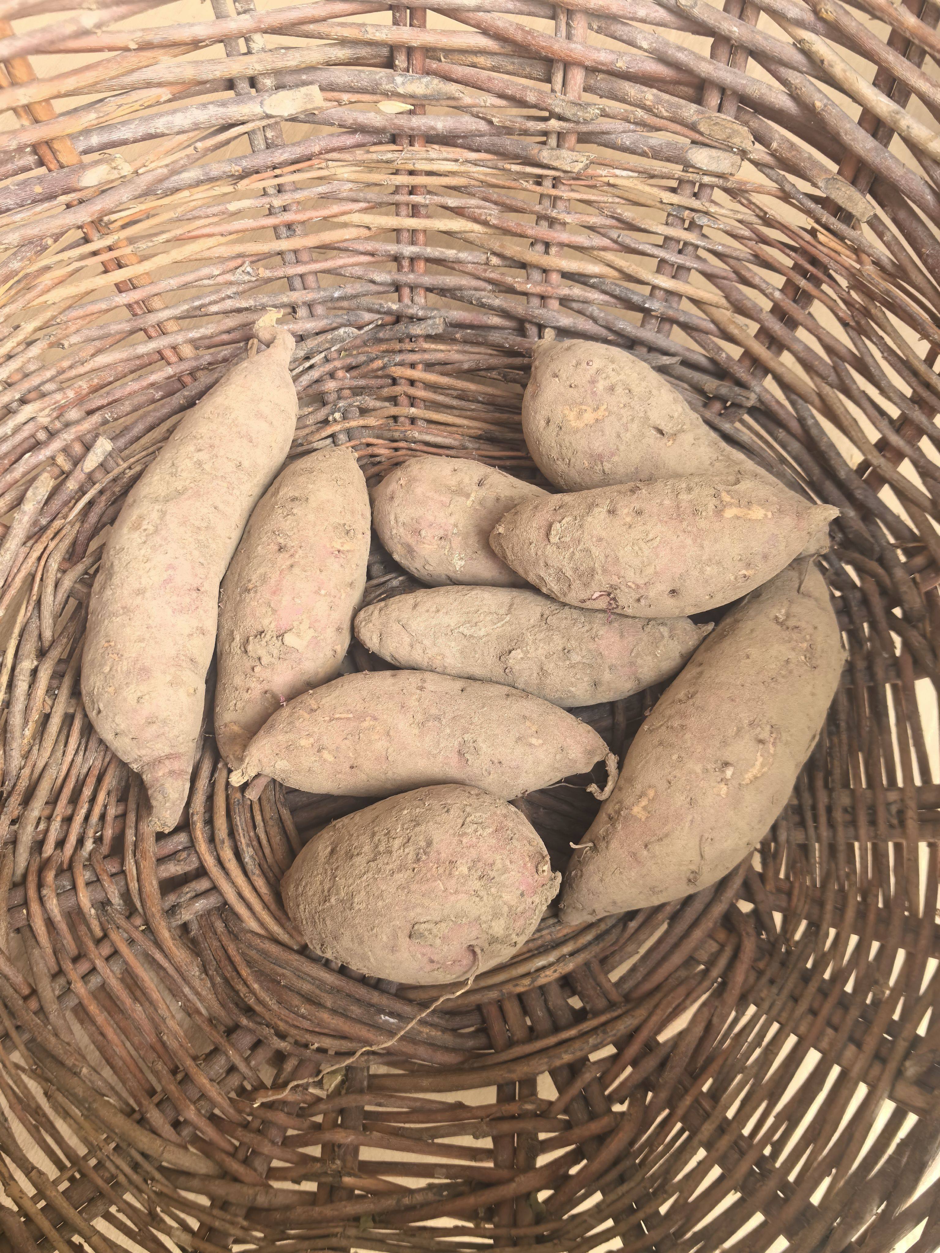 农家传统红薯种子甜山芋地瓜种子食叶番薯苗非转基因老品种可留种