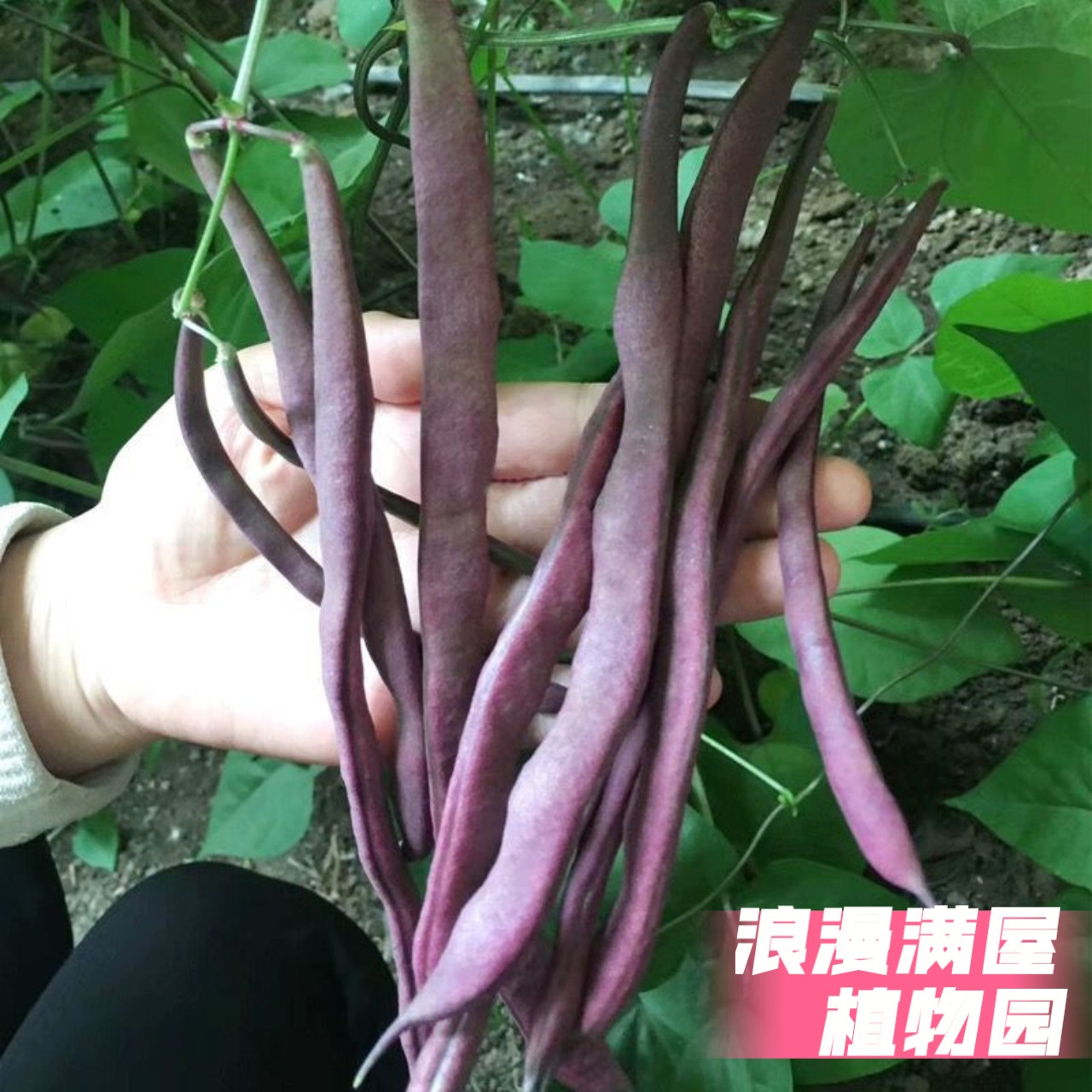 农家传统四季豆种子冻死鬼豆角芸豆种籽好吃非转基因老品种可留种图片