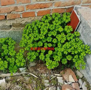 农村野外采挖野泽漆猫眼草苗种子中草药五朵云五盏灯种子中药草
