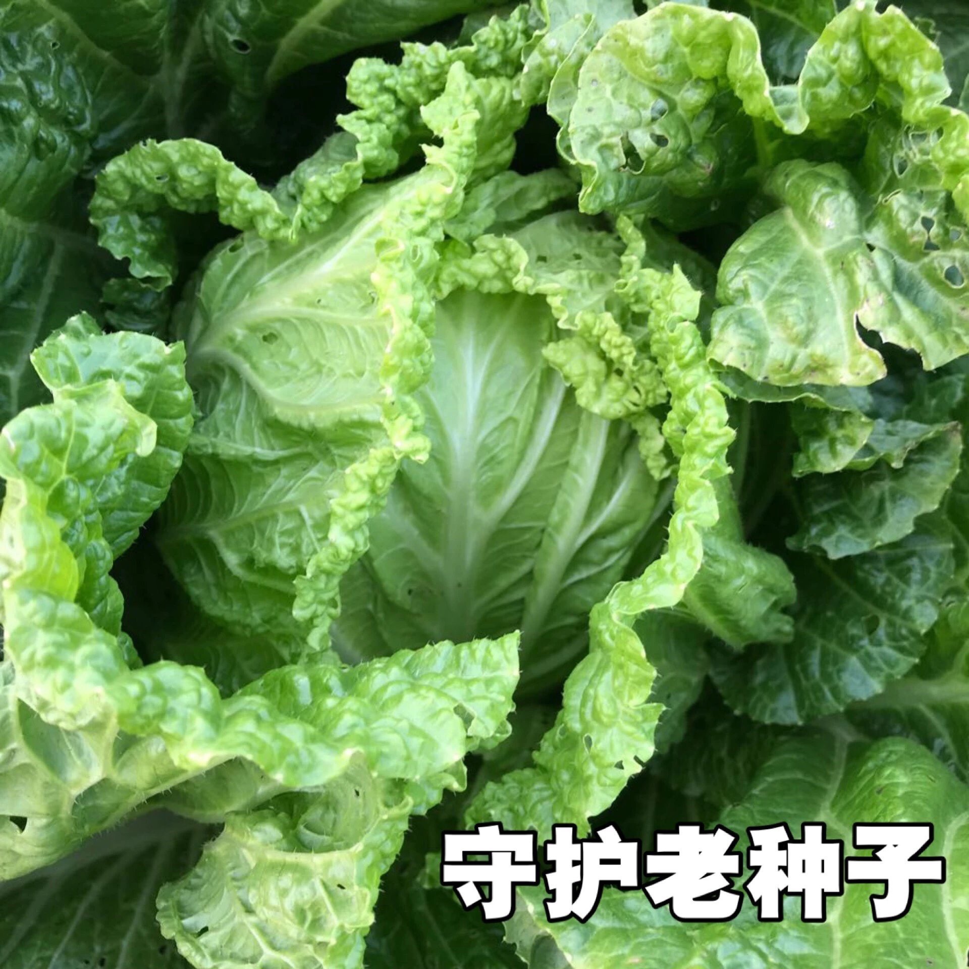 农家传统大白菜种子土种子卷心菜小狮...