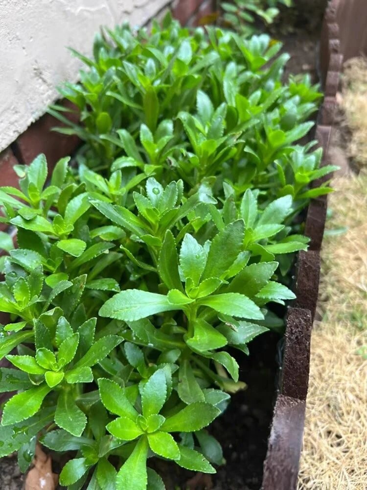 养心菜救心菜救心草高钙菜景天三七费菜新鲜种苗