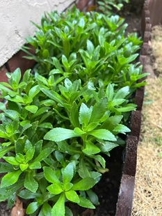养心菜救心菜救心草高钙菜景天三七费菜新鲜种苗